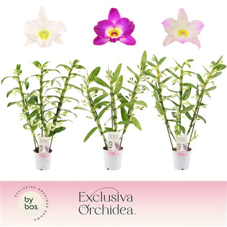 Dendr Nob 3st Mix Exclusiva Orchidea