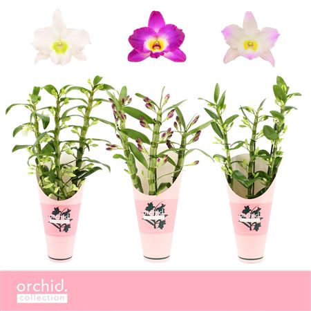 Dendr Nob 3st Mix Orchid Collection