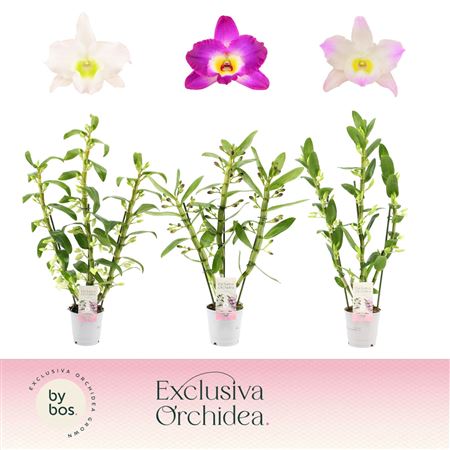 Dendr Nob 3st Mix Exclusiva Orchidea