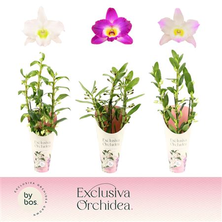 Dendr Nob 3st Mix Exclusiva Orchidea