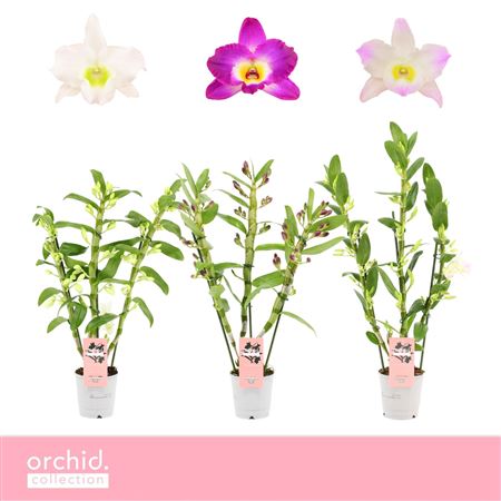 Dendr Nob 3st Mix Orchid Collection