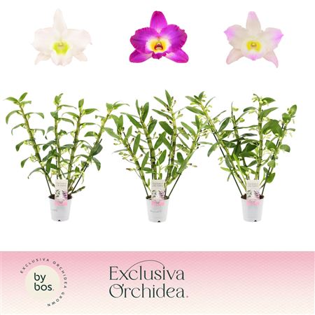 Den Nob 4st Mix Exclusiva Orchidea