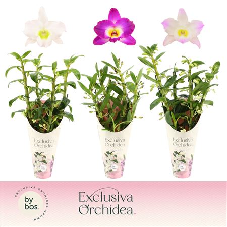 Dendr Nob 4st Mix Exclusiva Orchidea