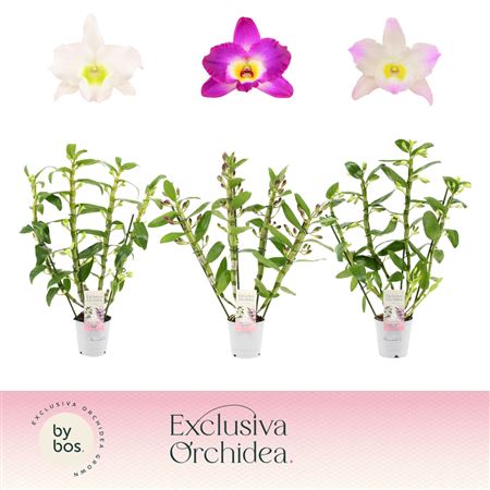 Dendrobium Nobilé, Mix 4-spike 65+ Cm 'exclusiva O