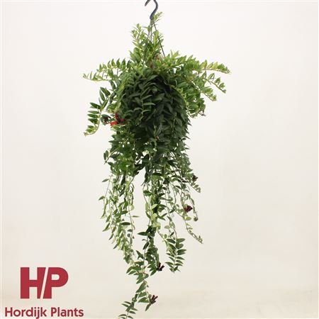 Aeschynanthus Caro Imp Xxl