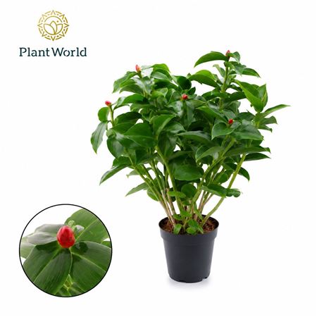 Costus Woodsonii