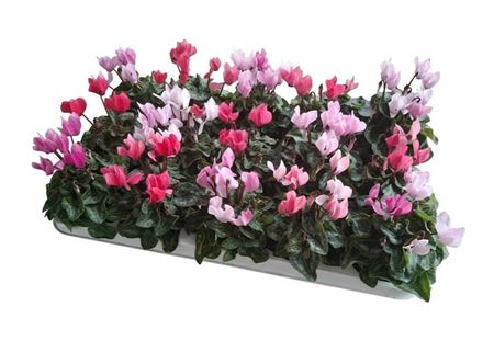 Cyclamen Crayon Mix