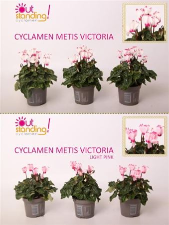 Cyclamen Verano Victoria Mix