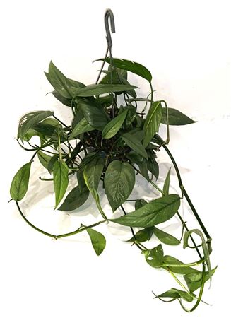 Epipremnum Cebu Blue Hang Teruggeknipt