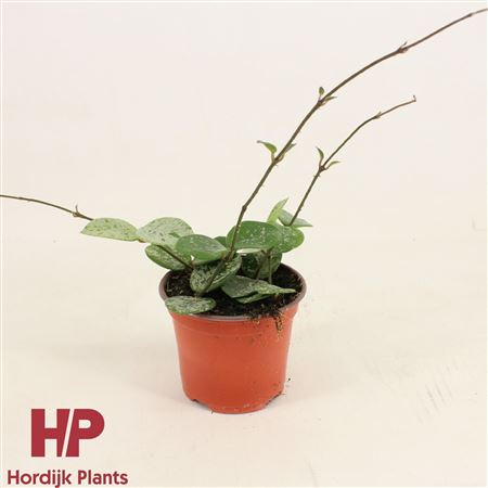 Hoya Mathilde Splash