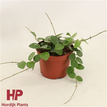 Hoya Mathilde Splash