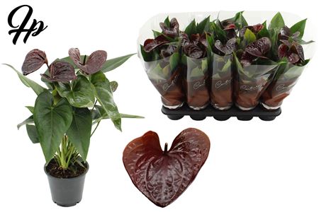 Anthurium 12 Cm Essencia