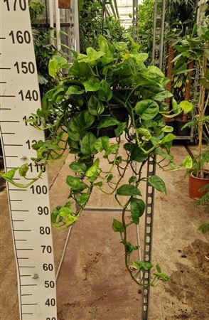 Epipremnum Global Green Hangplant 100