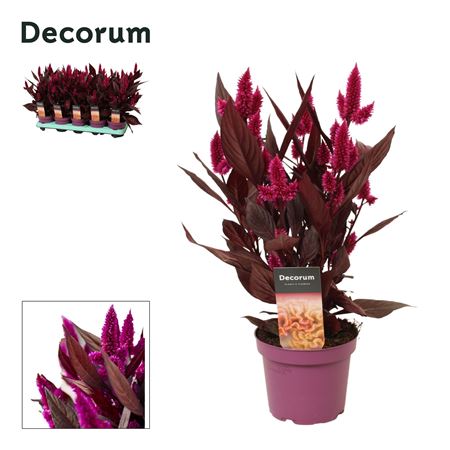 Celosia Mystic Shades Label (decorum)