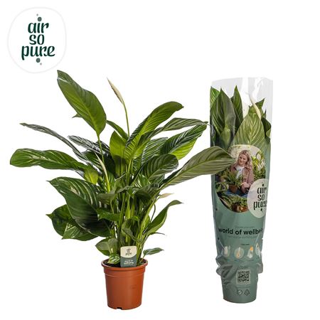 Spath Isabella 2+ (air So Pure)