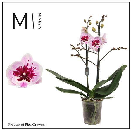 Phal 2st Hot Lip 18+ (mimesis)