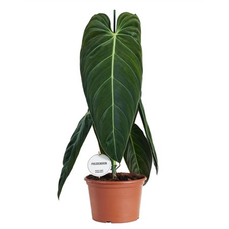 Philodendron Melanochrysum