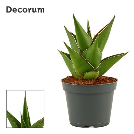 Sansevieria Temple Crown (decorum)