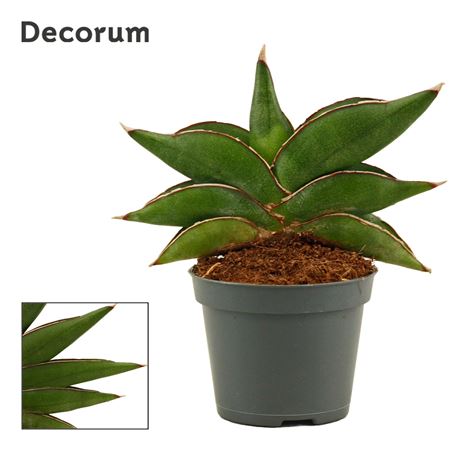 Sansevieria Stylish Fan (decorum)