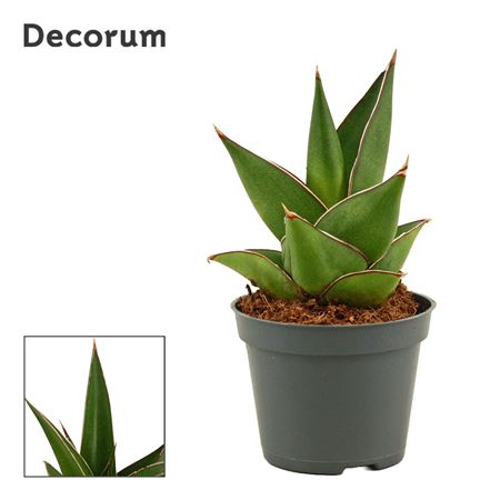 Sansevieria Abbey Crown (decorum)