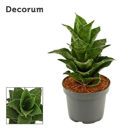 Sansevieria Mahanakorn (decorum)