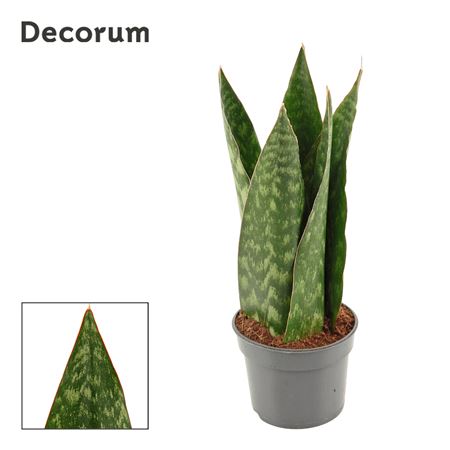Sansevieria Jamaiquina Queen (decorum)