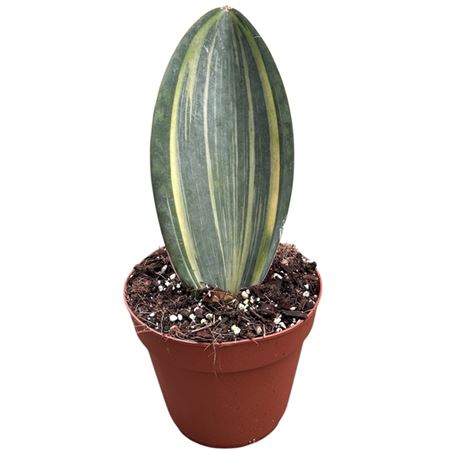 Sansevieria Masoniana Aurea