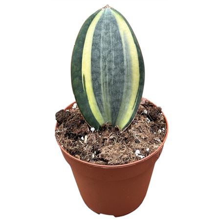 Sansevieria Masoniana