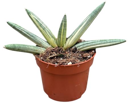 Sansevieria Boncel Variegata