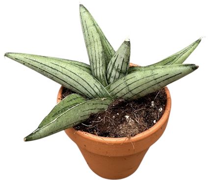 Sansevieria Rookie