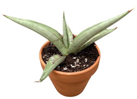 Sansevieria Swan Dancer
