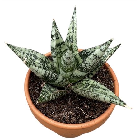 Sansevieria Zebra