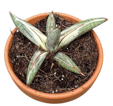 Sansevieria Lavranos Blue Clone