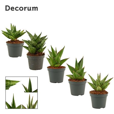 Sansevieria Crown Mix (decorum)
