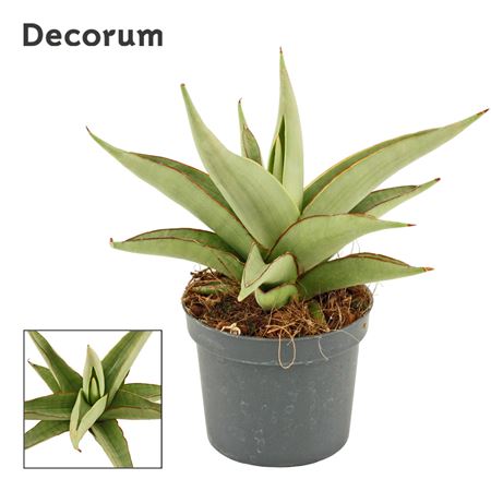 Sansevieria Platinum Crown (decorum)