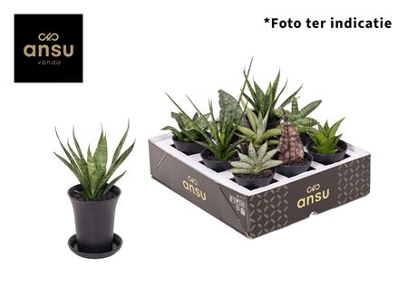 Sansevieria Mix In Sierpot