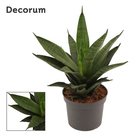 Sansevieria Black Widow Crown (decorum)