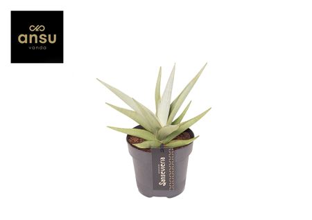 Sansevieria Comet Pastel Grey