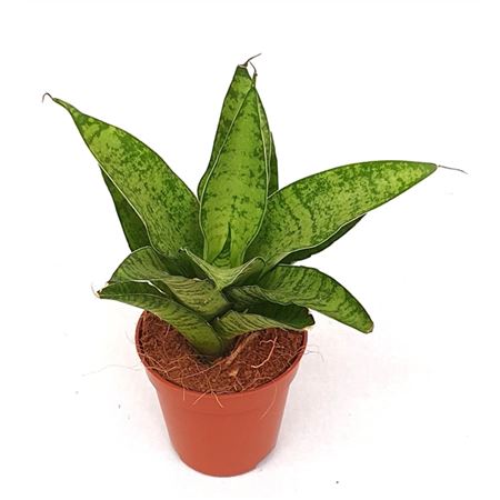 Sansevieria Tough Lady