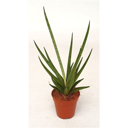 Sansevieria Mikado