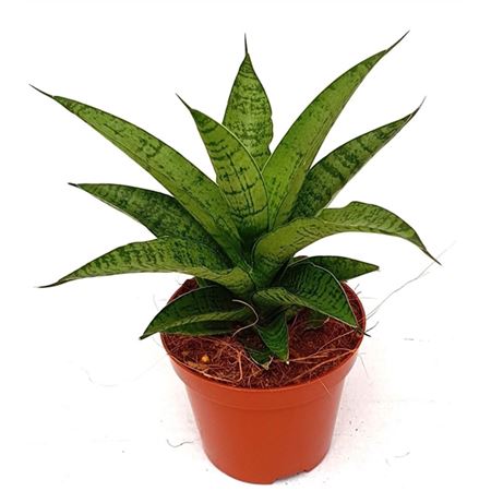 Sansevieria Tough Lady