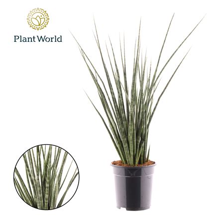 Sansevieria Digitorum.