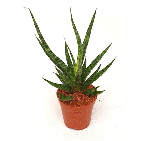 Sansevieria Swing