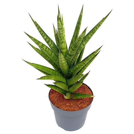 Sansevieria Tough Lady