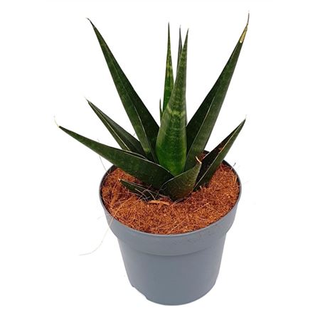 Sansevieria Dark Lady