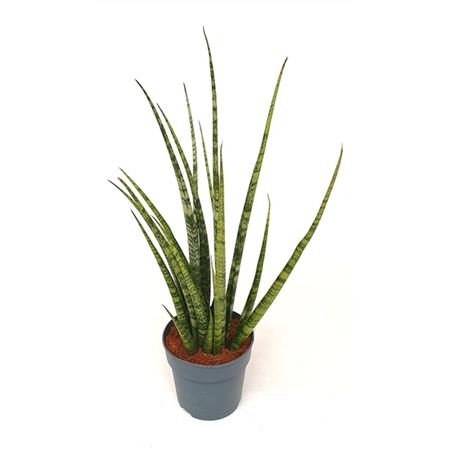Sansevieria Mikado Green