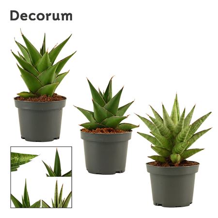 Sansevieria Crown Mix (decorum)