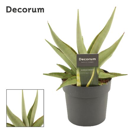 Sansevieria Platinum Crown (decorum)