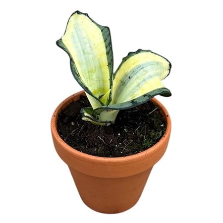 Sansevieria Wendy Yellow