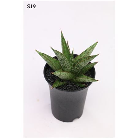 Сансевиерия Комета Каноэ